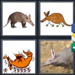 Aardvark