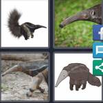 Anteater