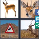 Antelope