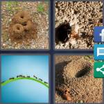 Anthill