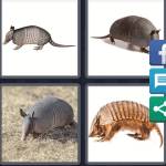 Armadillo