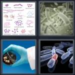 Bacteria