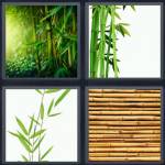 Bamboo