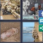 Barnacle