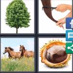 Chestnut