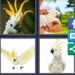 Cockatoo