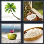 Coconut