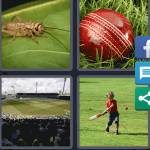 Cricket