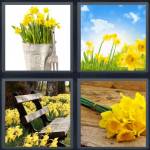 Daffodil
