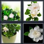 Gardenia