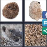 Hedgehog