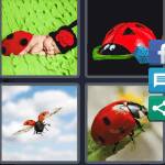 Ladybug