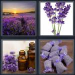 Lavender