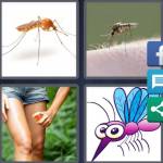 Mosquito