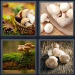 Mushroom