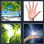 Palm