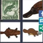 Platypus