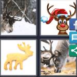 Reindeer
