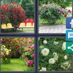 Rosebush