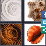 Seashell