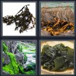 Seaweed