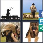 Shepherd