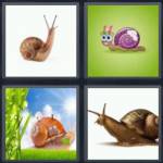 Snail