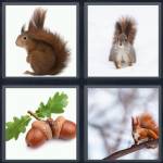 Squirrel