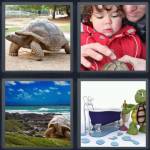 Tortoise
