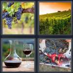Vineyard