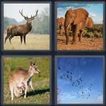 Wildlife