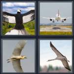 Wingspan